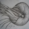 Die Muschel Zeichnung